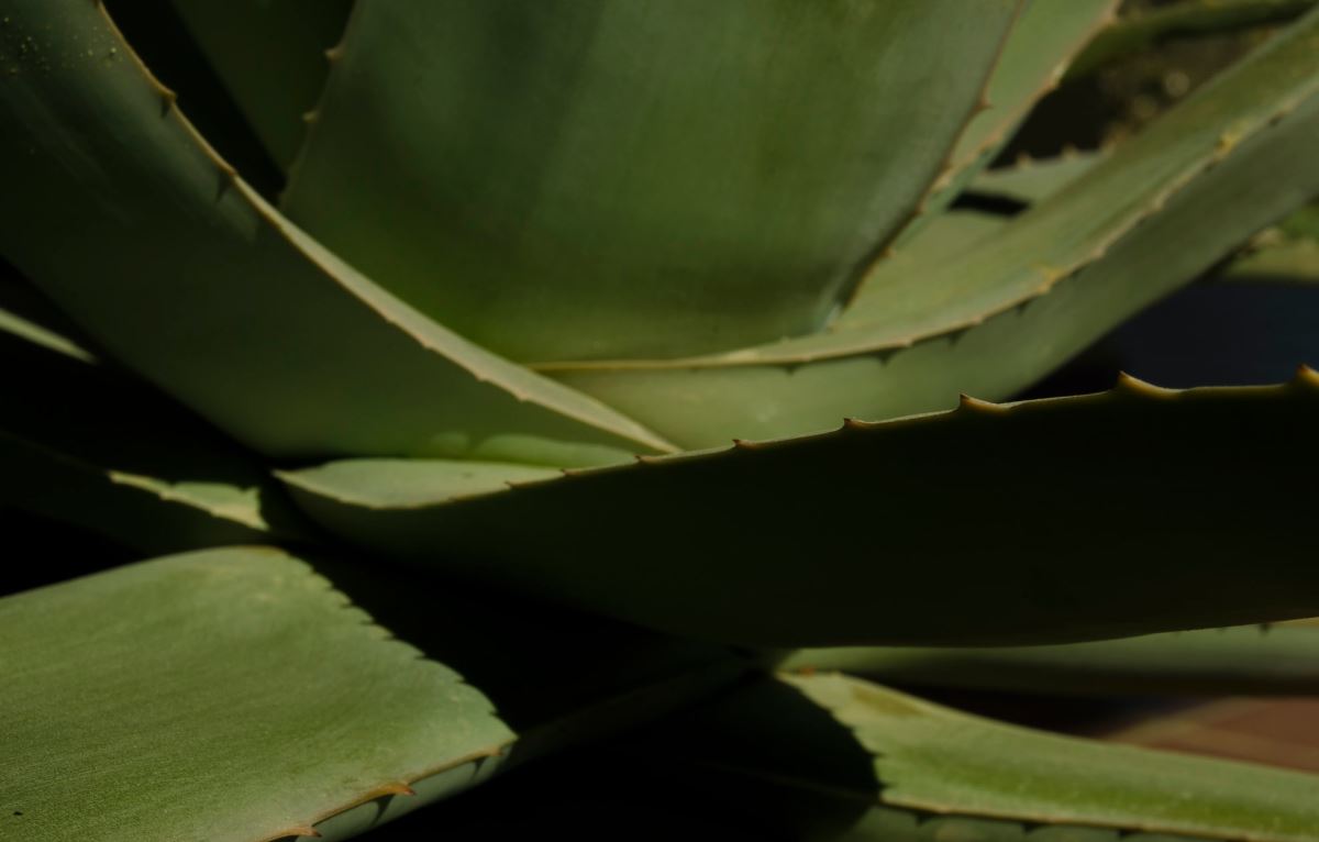 Aloe Vera Water