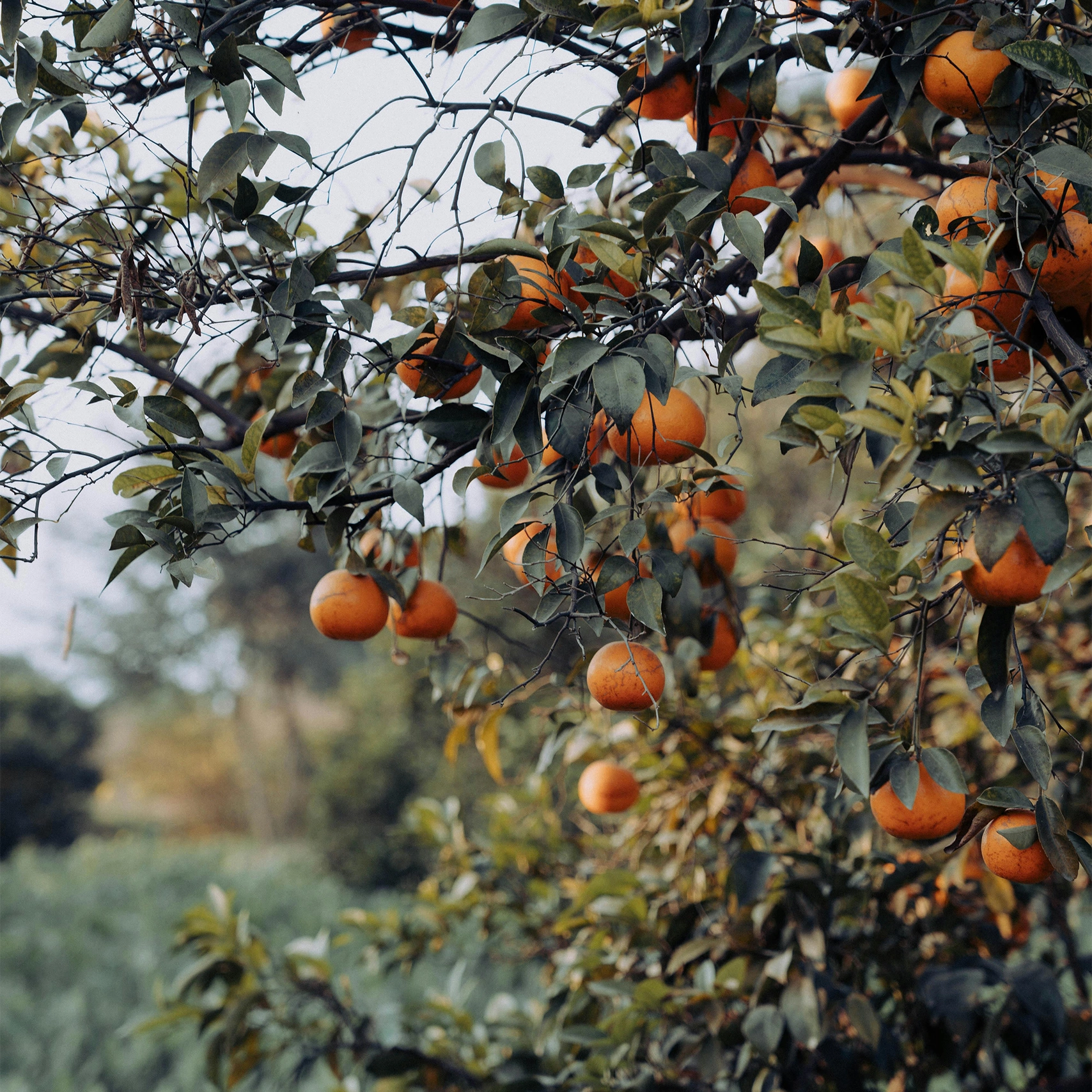 Orange Grove Diffuser Blend | Essential oils - Water-based diffusers | LOSHEN & CREM