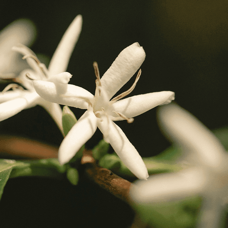 Sweet Cedar Diffuser Blend | Essential oils - Water-based diffusers | LOSHEN & CREM