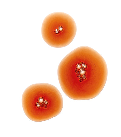 Calm (beauty) Spermidine and Taurine | Supplements - Blend | LOSHEN & CREM