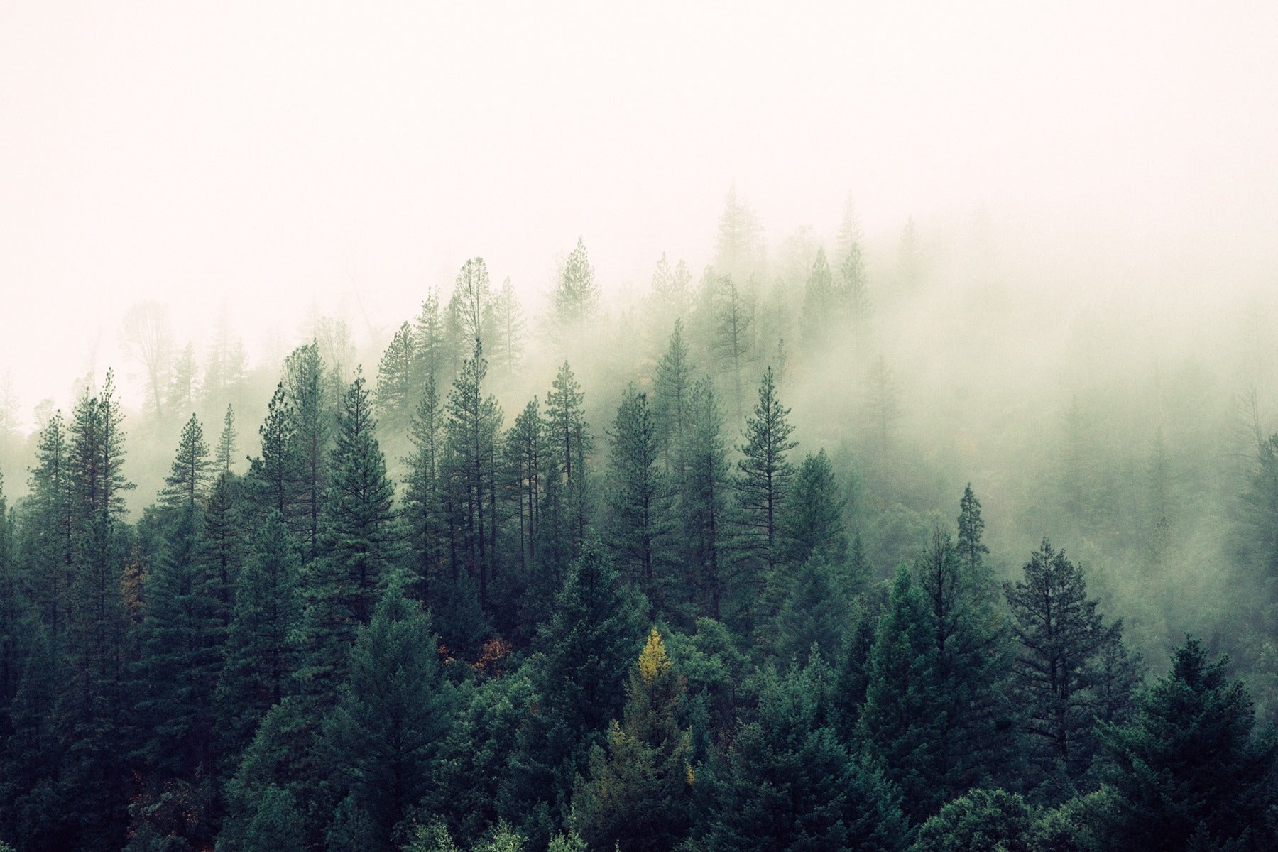 Dans les bois