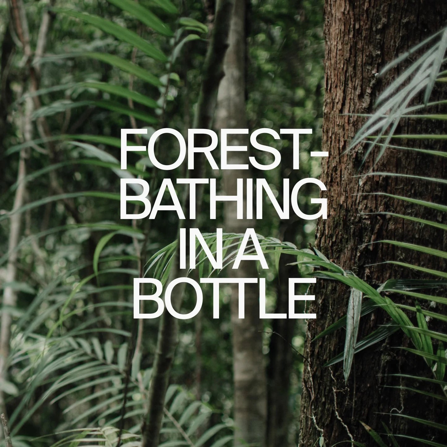 Costa Brazil Aroma Eau de Parfum | Fragrance - Eau de parfum | LOSHEN & CREM