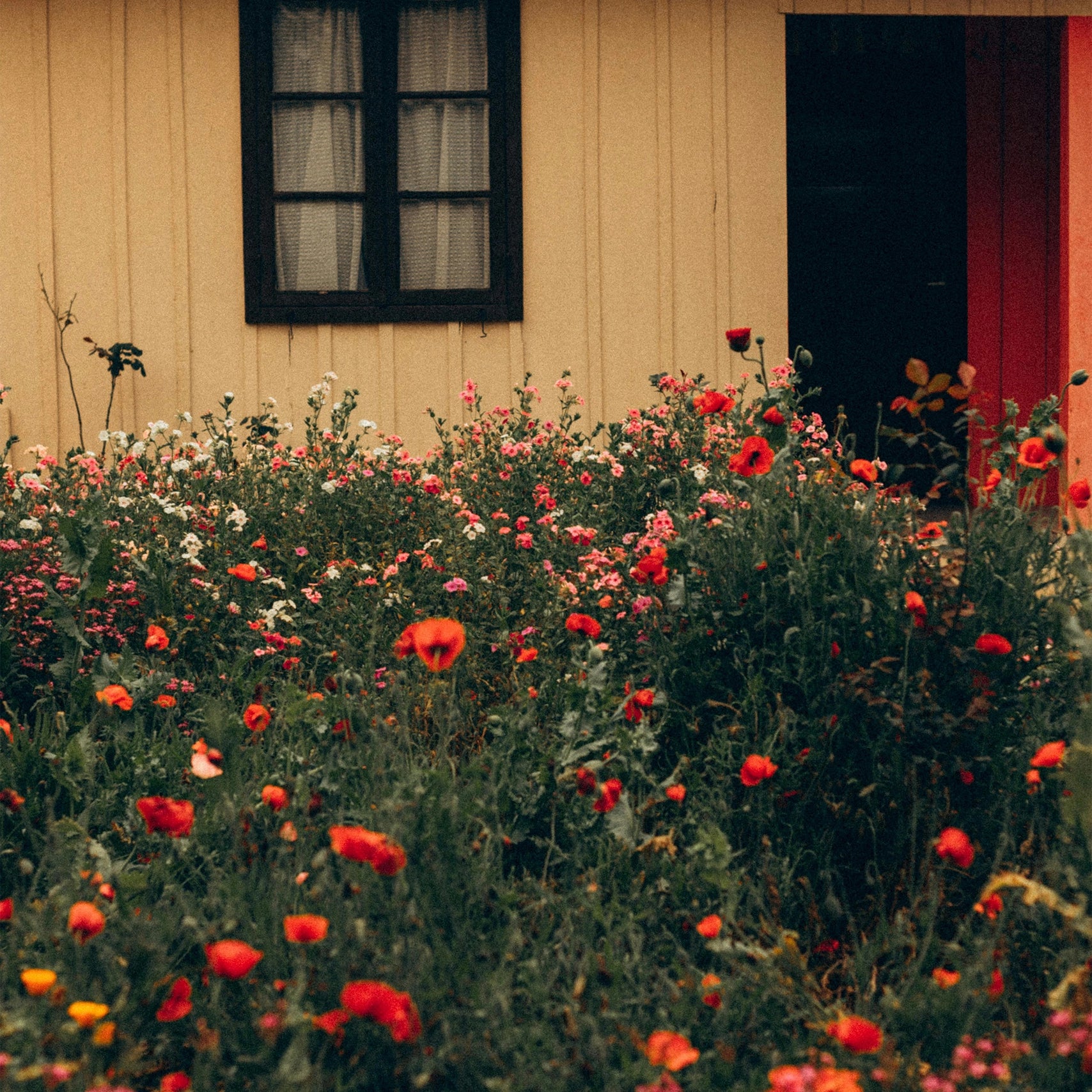 Citrus Blossom Diffuser Blend | Essential oils - Water-based diffusers | LOSHEN & CREM