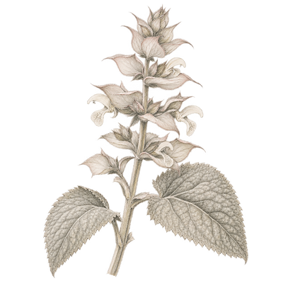 Delicate beige and grey pencil illustration representing the Clary Sage scent note.