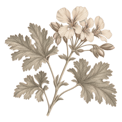 Delicate beige and grey pencil illustration representing the Geranium scent note.