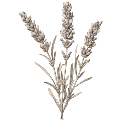 Delicate beige and grey pencil illustration representing the Lavender scent note.