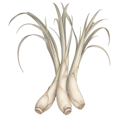 Delicate beige and grey pencil illustration representing the Lemongrass scent note.