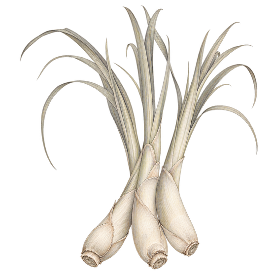 Delicate beige and grey pencil illustration representing the Lemongrass scent note.