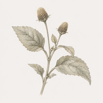 Acmella Oleracea Extract