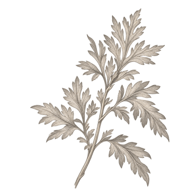 Pencil illustration representing the Artemisia absinthium scent note.