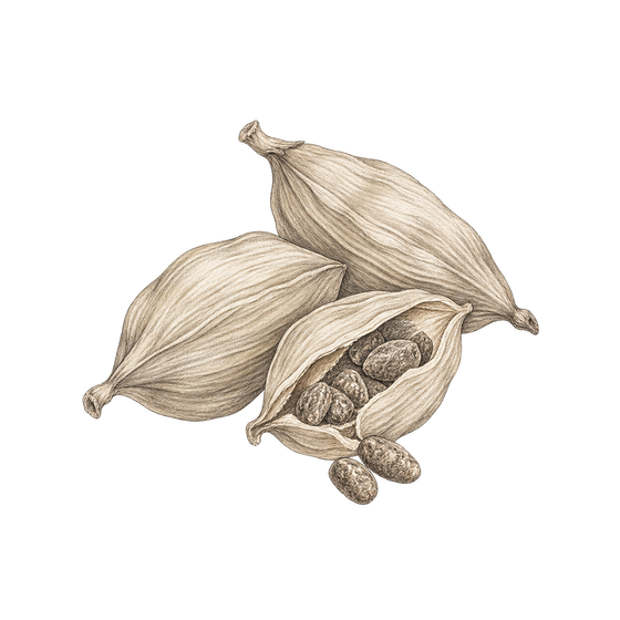 Pencil illustration representing the Cardamom scent note.