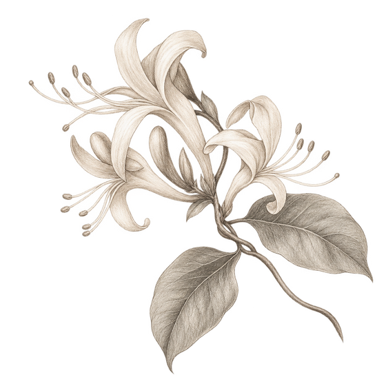 Pencil illustration representing the honeysuckle scent note.