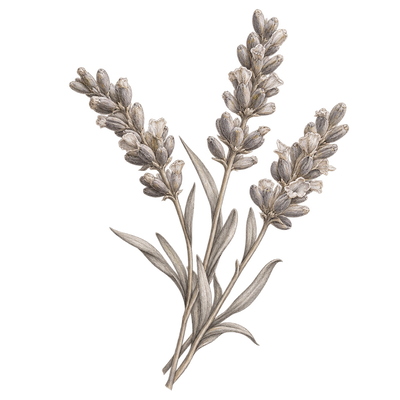 Pencil illustration representing the Lavender scent note.