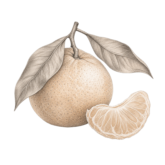 Pencil illustration representing the Mandarin scent note.