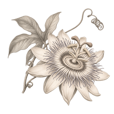 Pencil illustration representing the passionflower scent note.