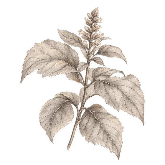 Pencil illustration representing the patchouli scent note.