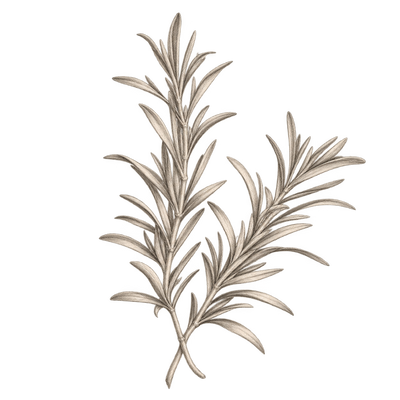 Pencil illustration representing the rosemary scent note.