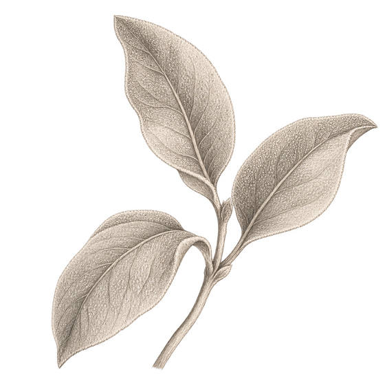 Pencil illustration representing the Sage scent note.