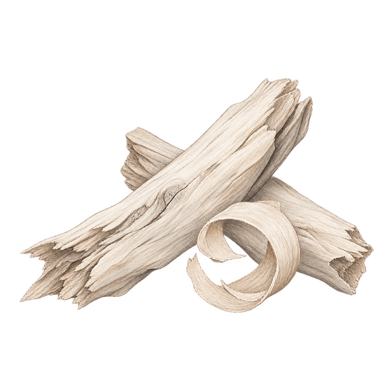 Symbolic pencil illustration of the woods scent note.
