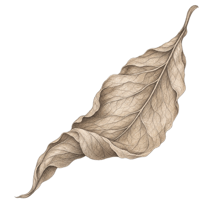 Pencil illustration representing the tobacco scent note.