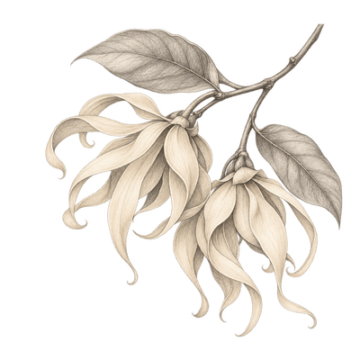 Illustration au crayon représentant la note olfactive : ylang-ylang.