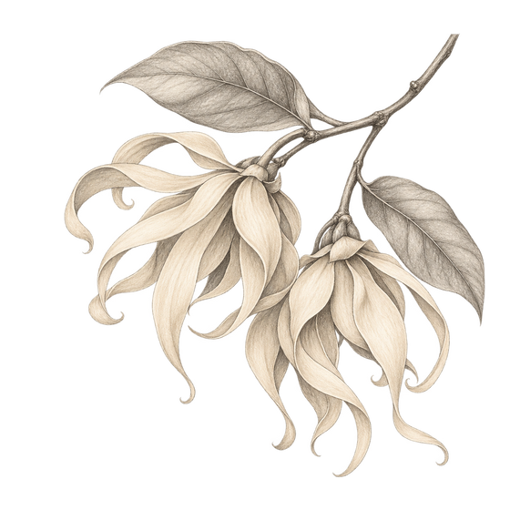Illustration au crayon représentant la note olfactive : ylang-ylang.