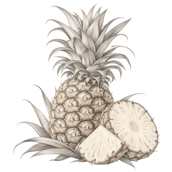 Fragrance-note illustration