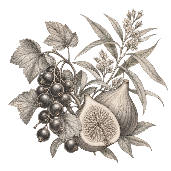 Fragrance-note illustration