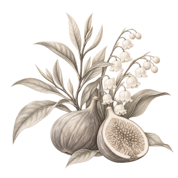 Fragrance-note illustration