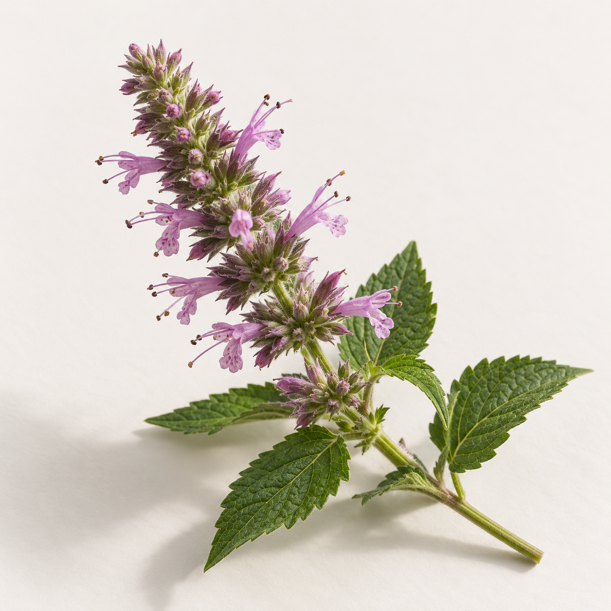 Agastache Mexicana Extract