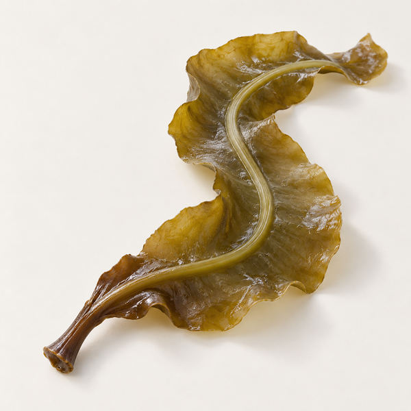 Alaria Esculenta Extract