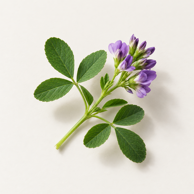 Alfalfa extract