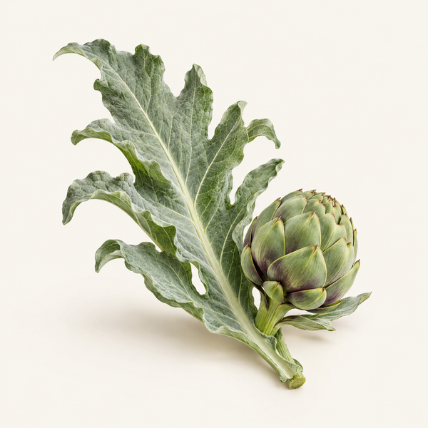 Cynara Scolymus (Artichoke) Leaf Extract