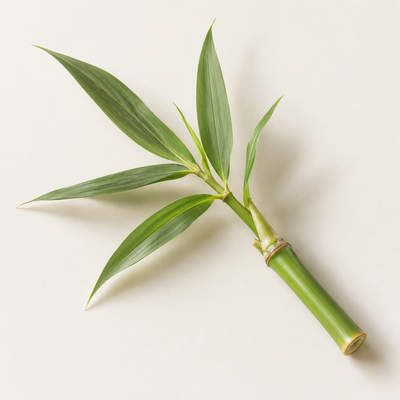Bamboo Extract