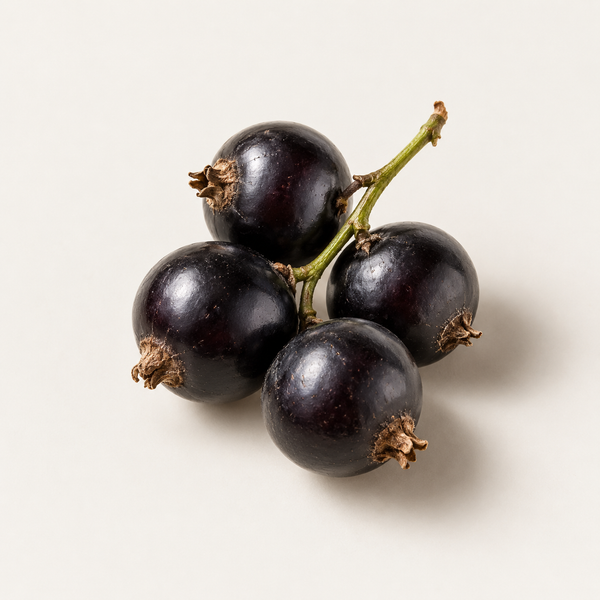 Black currant seed oil