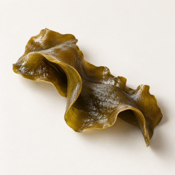 Laminaria Japonica Extract
