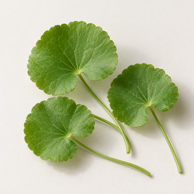 Centella Asiatica Extract 