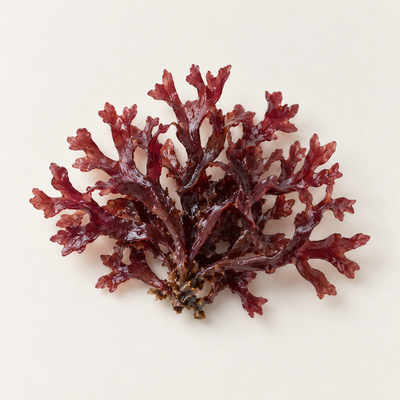 Chondrus Crispus Extract