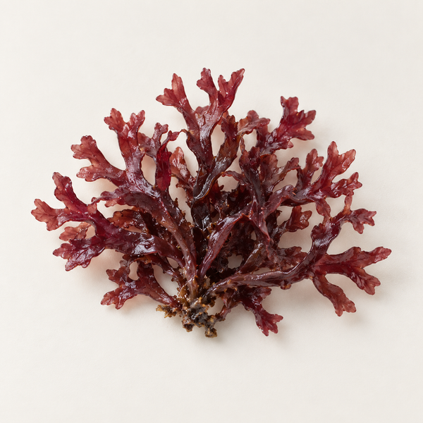 Chondrus Crispus Extract
