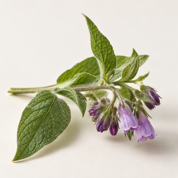 Comfrey Extract