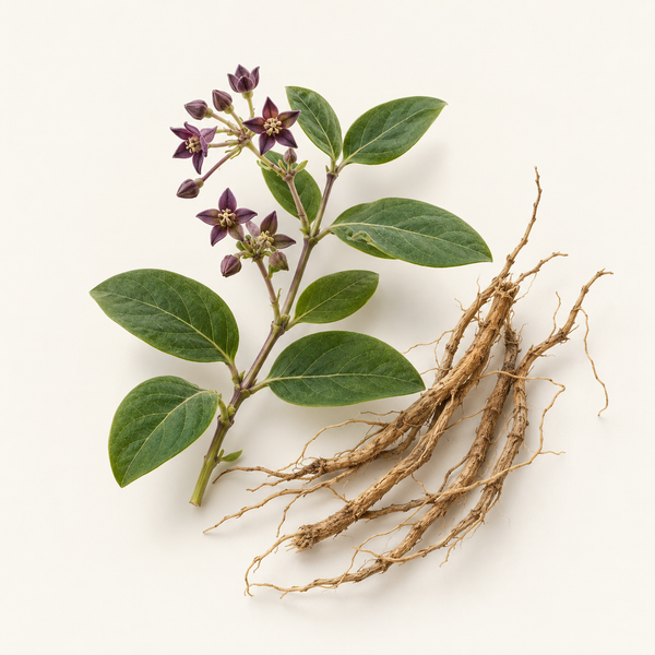 Cynanchum Atratum Extract