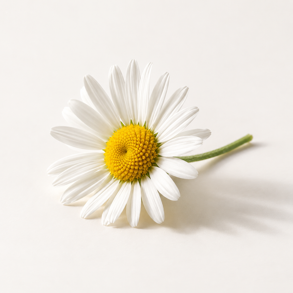 Bellis Perennis (Daisy) Flower Extract