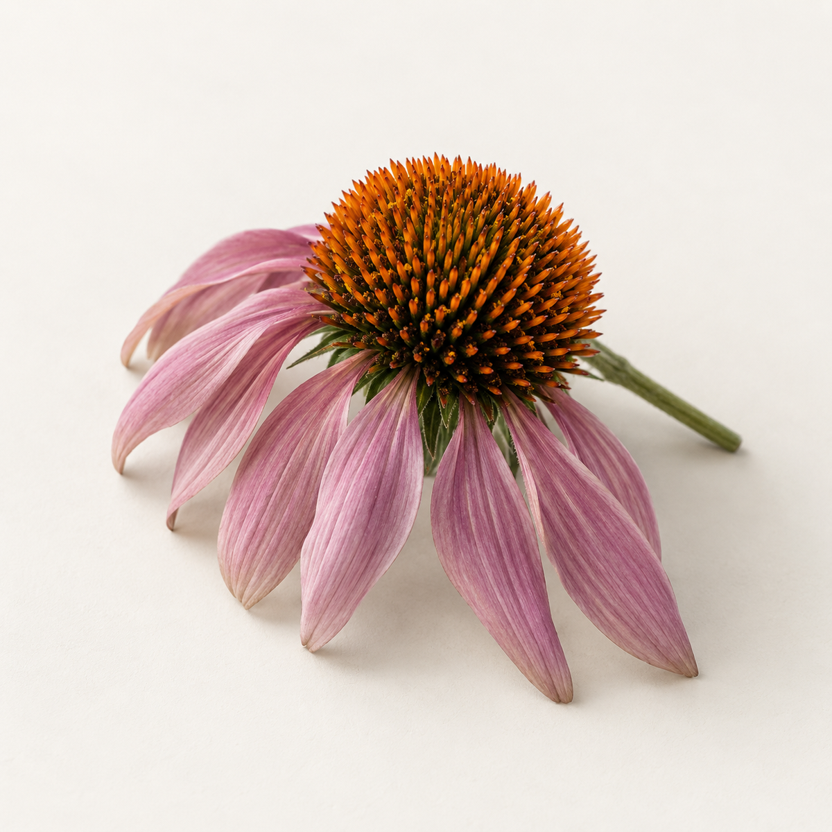 Echinacea