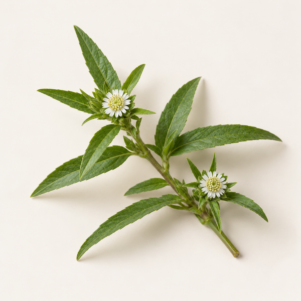 Eclipta Prostrata (Bhringraj) Extract