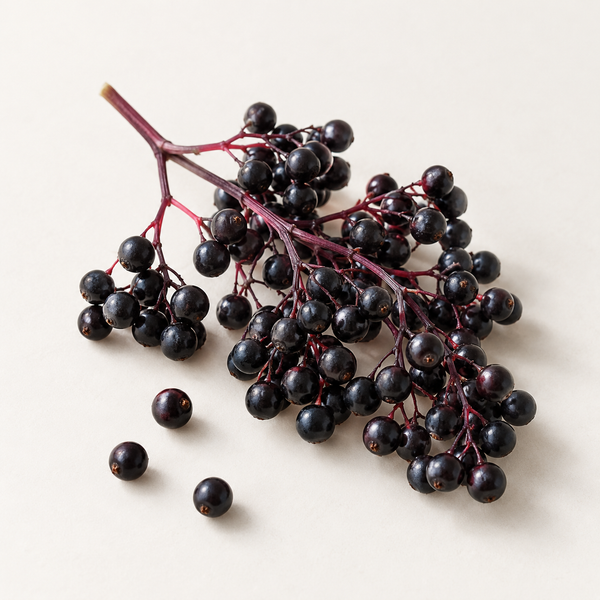 Elderberry Extract