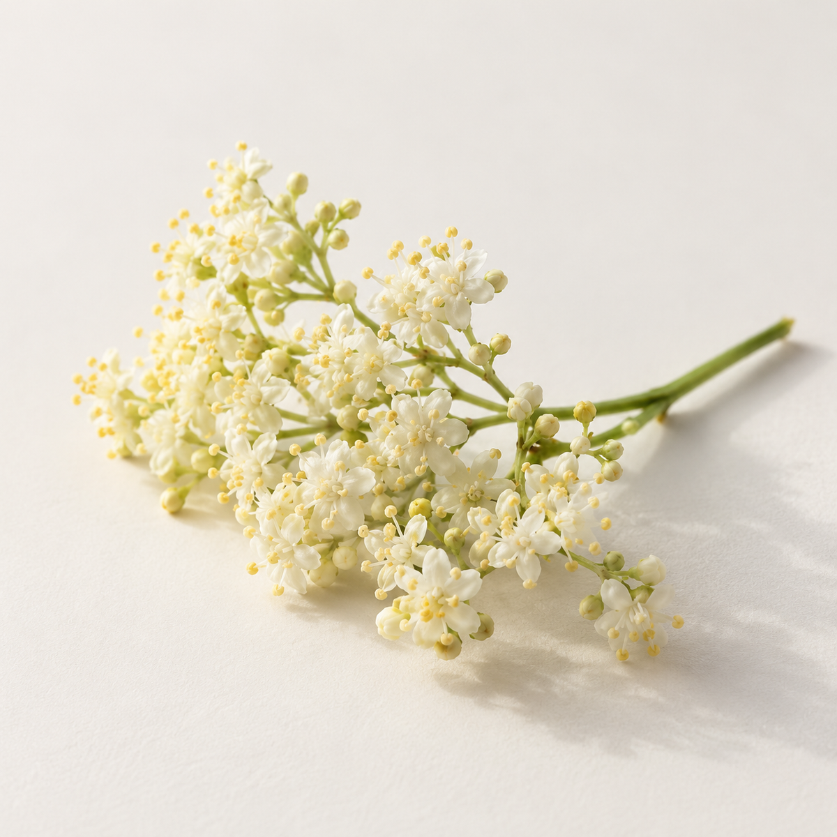 Extraits de fleur de sureau et de feuille d'amandier tropical, acide tannique 
