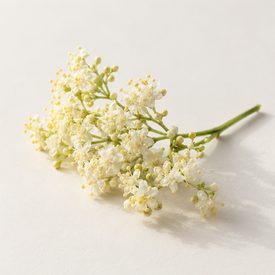 Extraits de fleur de sureau et de feuille d'amandier tropical, acide tannique 