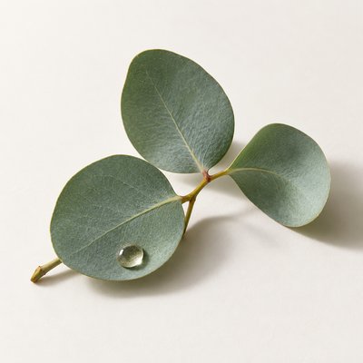 Eucalyptus