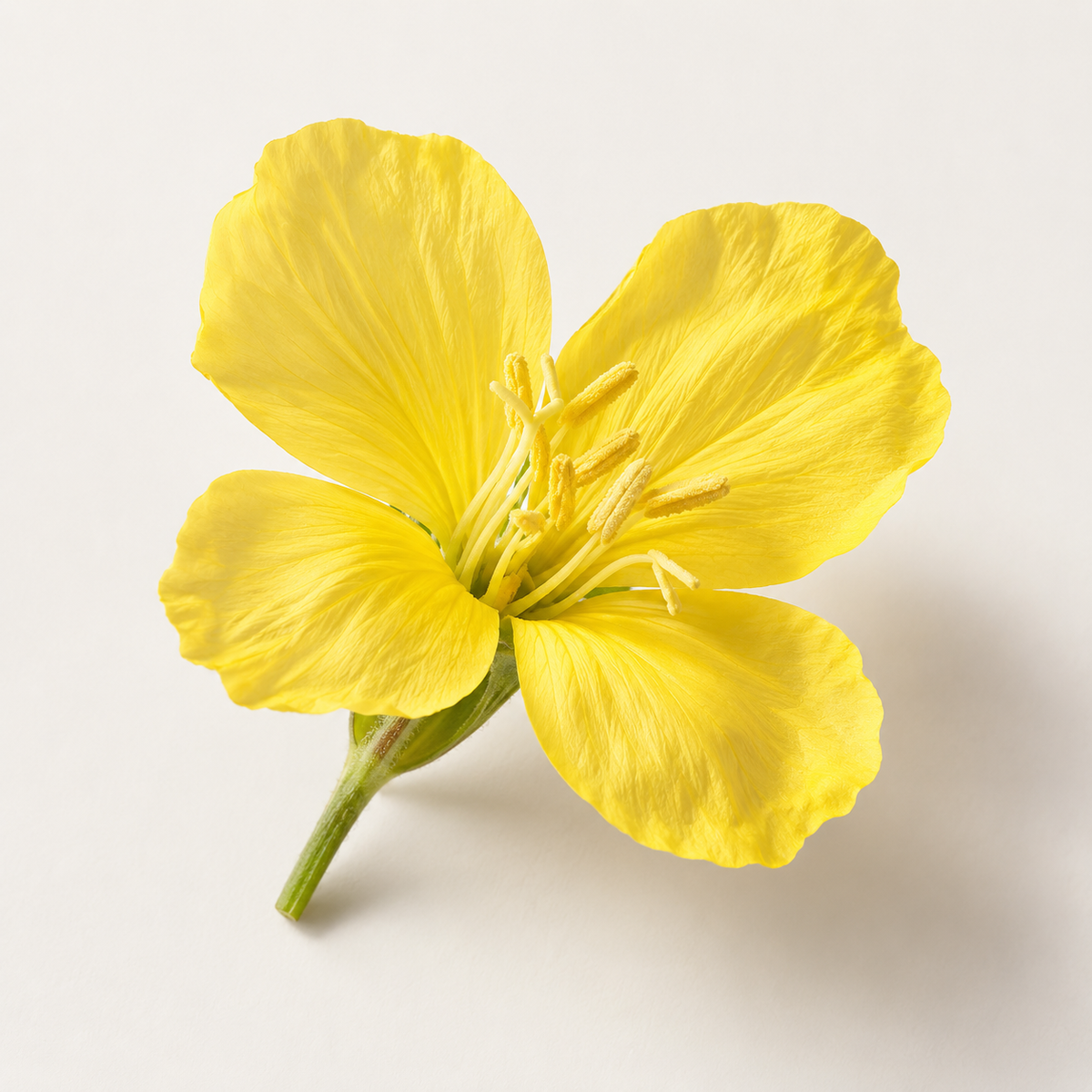 Evening Primrose Oil (Oenothera Biennis)