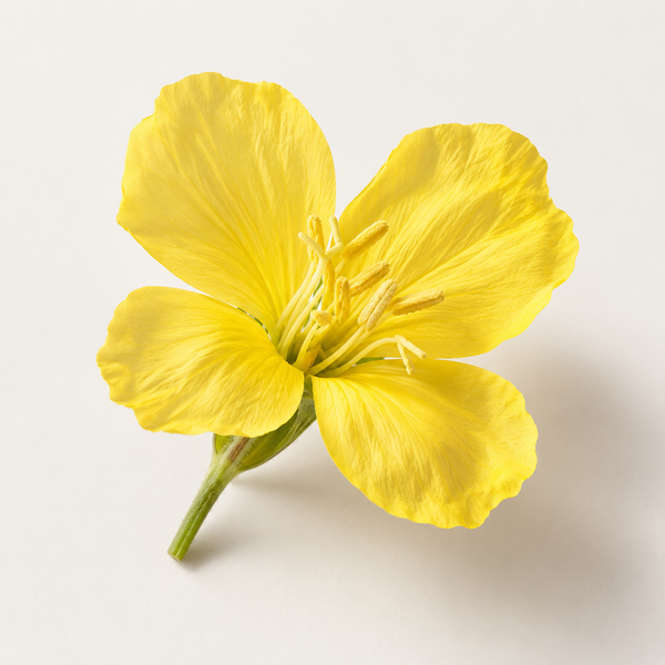 Evening primrose oil